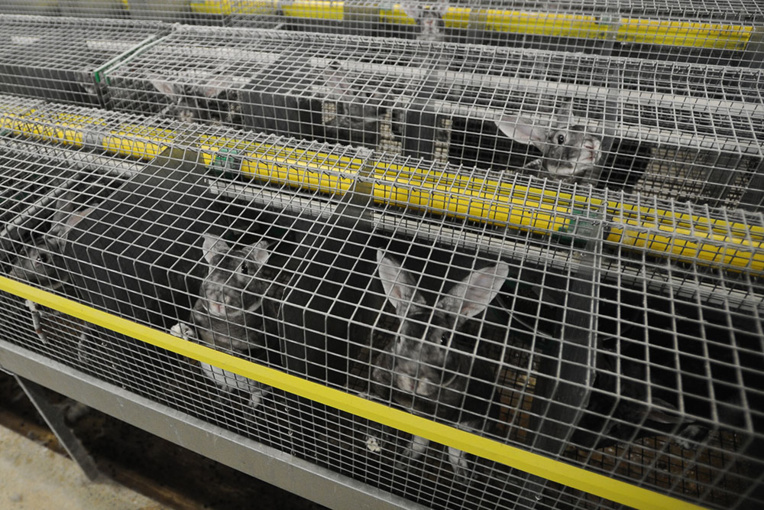 Fourrure: L214 dénonce les conditions d'élevage de lapins