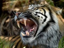 Indonésie: un tigre déchiquète une employée d'une plantation d'huile de palme Indonésie: un tigre déchiquète une employée d'une plantation d'huile de palme