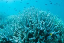 La fréquence du blanchissement des récifs coralliens s'accélère La fréquence du blanchissement des récifs coralliens s'accélère