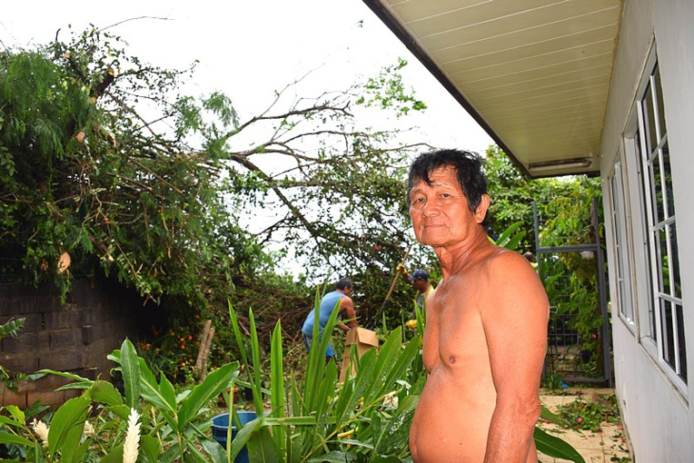 Un arbre déraciné dans le quartier Amiot