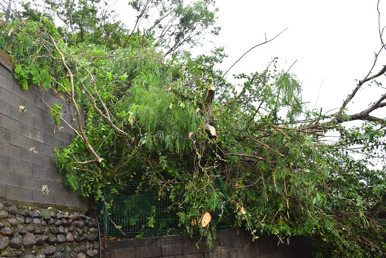 Un arbre déraciné dans le quartier Amiot