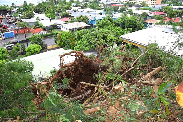 Un arbre déraciné dans le quartier Amiot