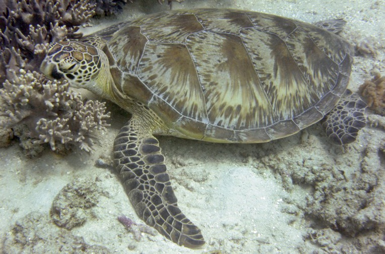 Climat: de plus en plus de tortues femelles en Australie
