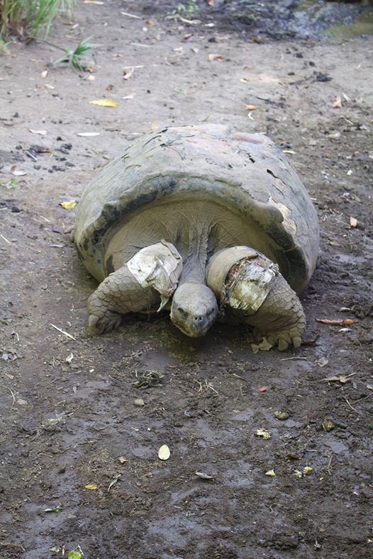 Te ara tau, la tortue mâle du jardin botanique est morte