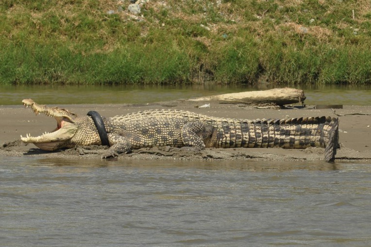 En Indonésie, un crocodile avec un pneu autour du cou risque d'étouffer En Indonésie, un crocodile avec un pneu autour du cou risque d'étouffer