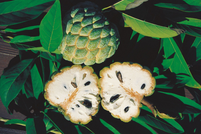 Carnet de voyage - Annonacées : des fruits gourmands dans votre jardin Carnet de voyage - Annonacées : des fruits gourmands dans votre jardin