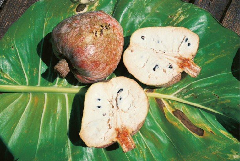 Carnet de voyage - Annonacées : des fruits gourmands dans votre jardin Carnet de voyage - Annonacées : des fruits gourmands dans votre jardin