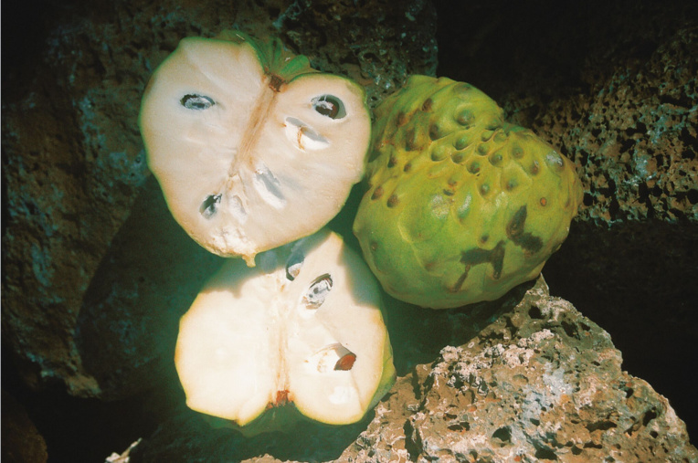 Carnet de voyage - Annonacées : des fruits gourmands dans votre jardin Carnet de voyage - Annonacées : des fruits gourmands dans votre jardin