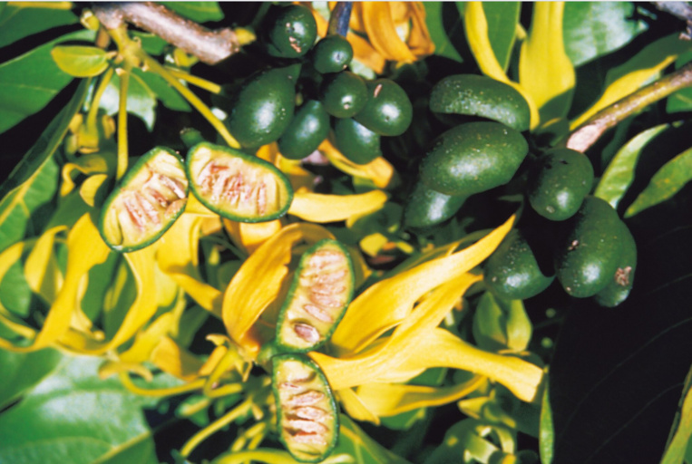 Carnet de voyage - Annonacées : des fruits gourmands dans votre jardin Carnet de voyage - Annonacées : des fruits gourmands dans votre jardin