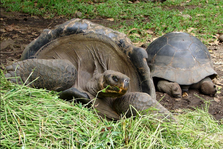 Tortues des Galapagos du jardin botanique de Tahiti Tortues des Galapagos du jardin botanique de Tahiti