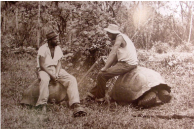 Harrison Smith assis sur une des ses tortues de Galapagos, à Papeari vers 1940