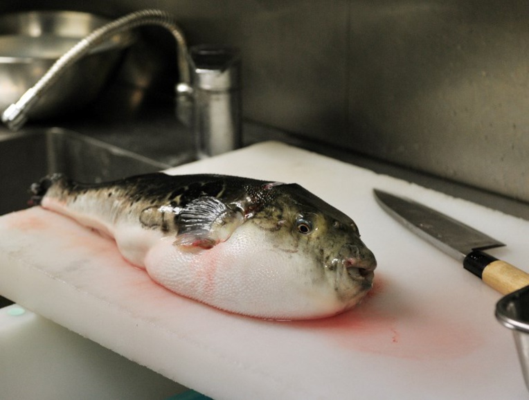 Japon: alerte au fugu, poisson potentiellement mortel Japon: alerte au fugu, poisson potentiellement mortel
