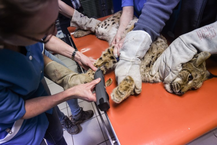 Sur les routes du Jura, "Attention lynx !"