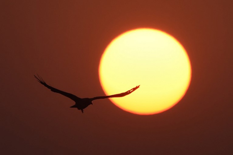 Climat: agir sur les rayons du soleil, une menace pour la vie sauvage Climat: agir sur les rayons du soleil, une menace pour la vie sauvage