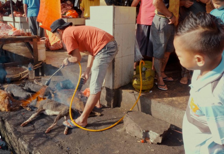 Indonésie: émoi après une vidéo de chiens abattus sur des marchés
