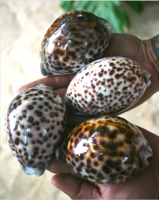 Les porcelaines du lagon (Cyprarea tigris) dépassent allègrement les 100 mm de longueur à Tubuai.