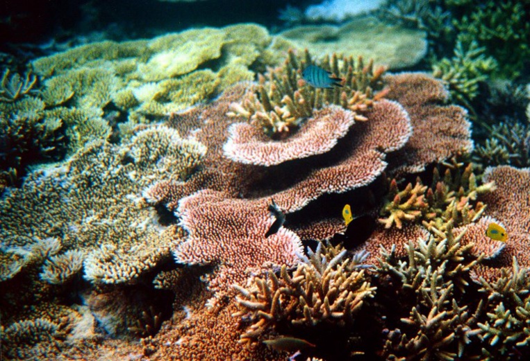 La santé des récifs coralliens menacée par les déchets plastiques La santé des récifs coralliens menacée par les déchets plastiques