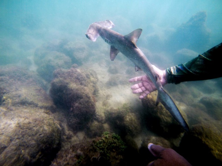 Aux Galapagos, une pouponnière secrète de requins marteaux