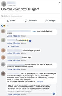 Pitbull, Rottweiler... Molosses à vendre sur le web