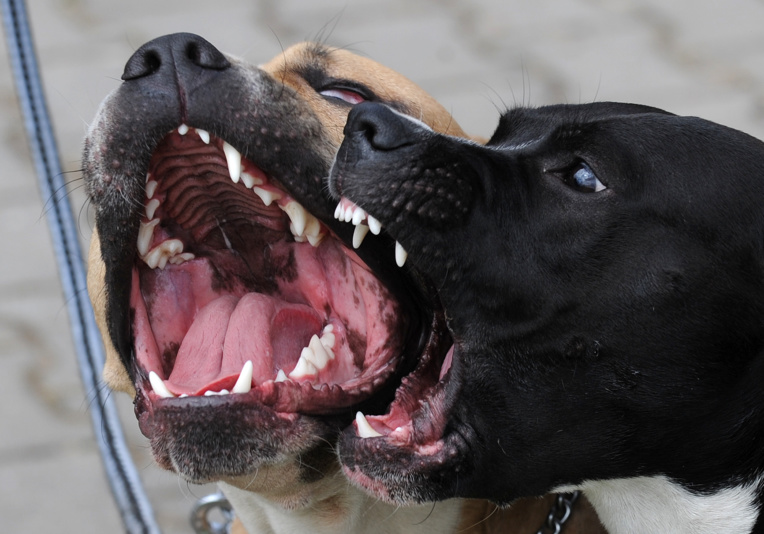 Pitbull, Rottweiler... Molosses à vendre sur le web