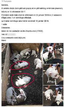 Pitbull, Rottweiler... Molosses à vendre sur le web