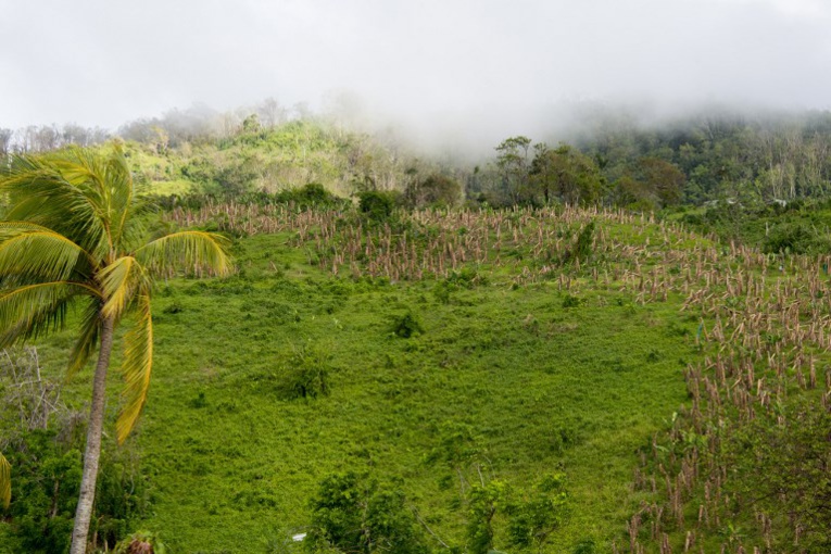 Inquiétude autour de l'indemnisation des victimes du chlordécone aux Antilles Inquiétude autour de l'indemnisation des victimes du chlordécone aux Antilles