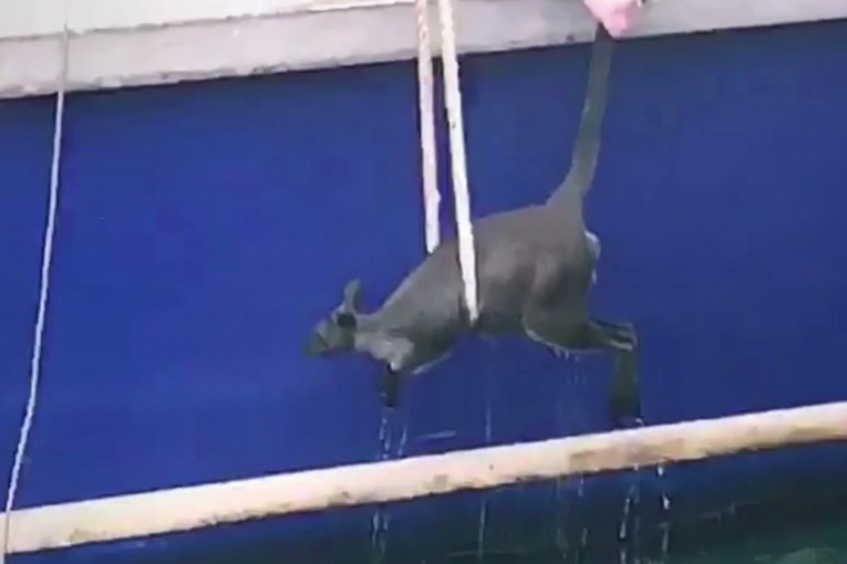 Un wallaby sauvé par un ferry dans le port de Sydney Un wallaby sauvé par un ferry dans le port de Sydney