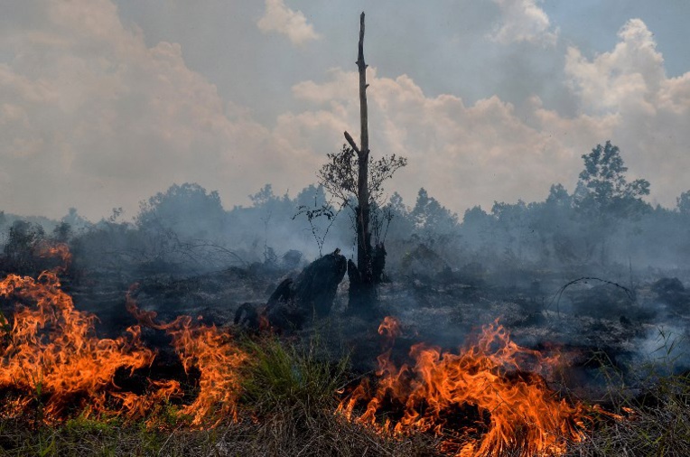 Indonésie: récompense d'un million de dollars pour la protection de l'environnement