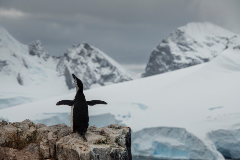 Entre banquise et manchots, l'Institut polaire recrute
