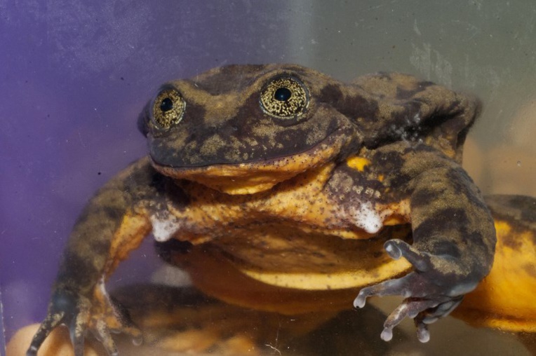 Romeo, dernière grenouille de son espèce, cherche sa Juliette