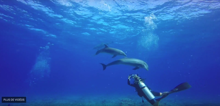 Aux frontières du sauvage, un documentaire sur les dauphins de Rangiroa Aux frontières du sauvage, un documentaire sur les dauphins de Rangiroa