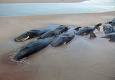 Échouage de douze baleines au Nord de Fidji