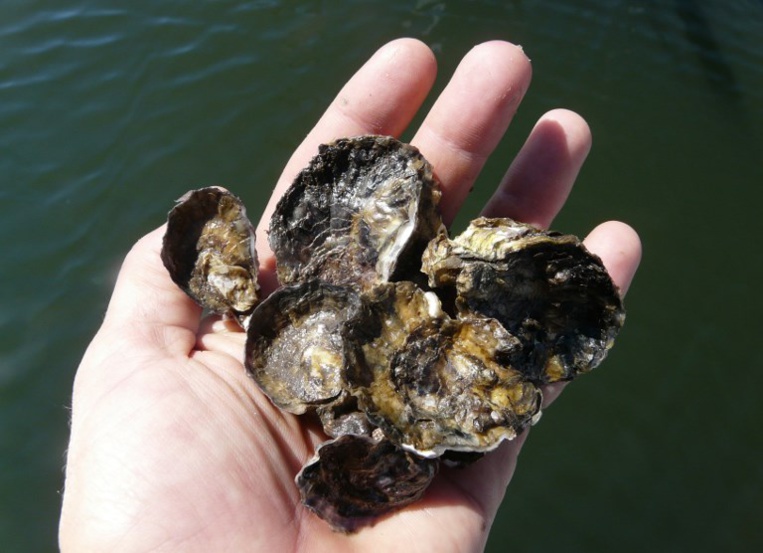 Les récifs de coquillages, désastre écologique méconnu de l'Australie