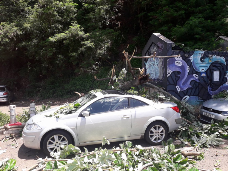 Papeete : un arbre tombe sur une voiture Papeete : un arbre tombe sur une voiture