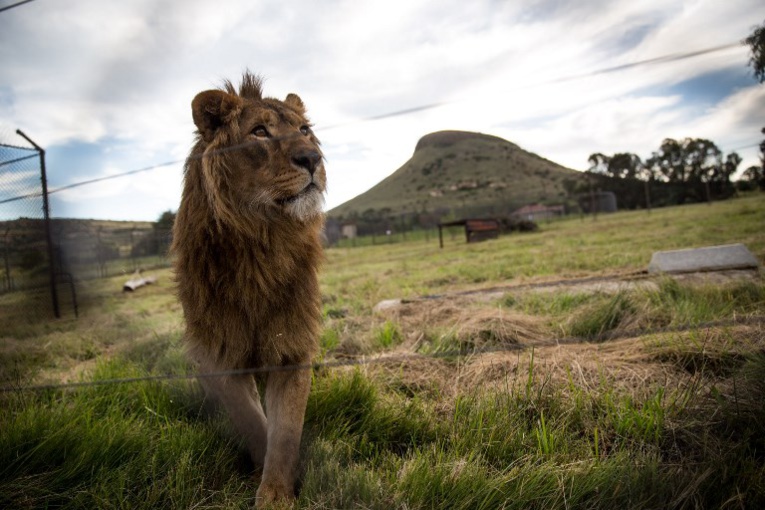 Une jeune femme tuée par un lion dans une réserve d'Afrique du Sud Une jeune femme tuée par un lion dans une réserve d'Afrique du Sud