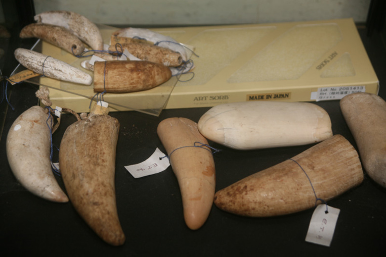 Une collection très rare d’anciennes dents de cachalot datant de la période pré européenne et de l’arrivée des premiers baleiniers ; les dents étaient portées en collier, sans motifs gravés faute d’outils en fer (musée Rose Corser, Nuku Hiva). Une collection très rare d’anciennes dents de cachalot datant de la période pré européenne et de l’arrivée des premiers baleiniers ; les dents étaient portées en collier, sans motifs gravés faute d’outils en fer (musée Rose Corser, Nuku Hiva).