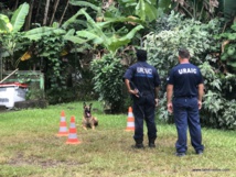 Brigade cynophile : quatre mūto'i de Papeete certifiés Brigade cynophile : quatre mūto'i de Papeete certifiés