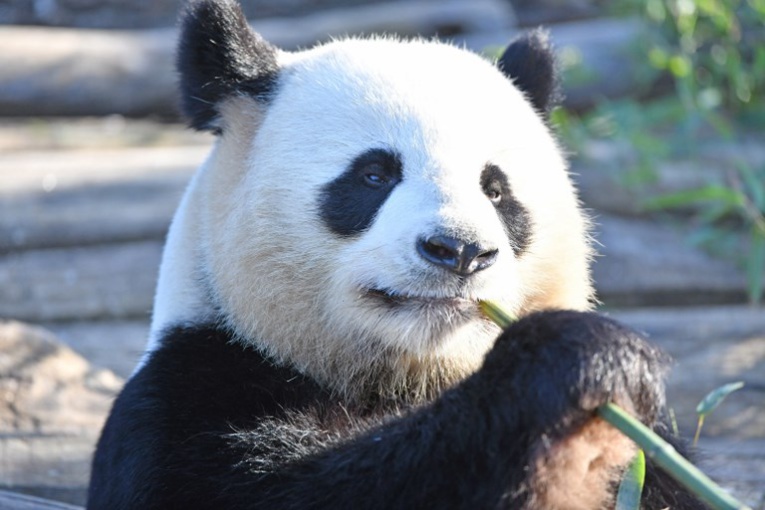 La Chine va créer un parc géant pour ses pandas
