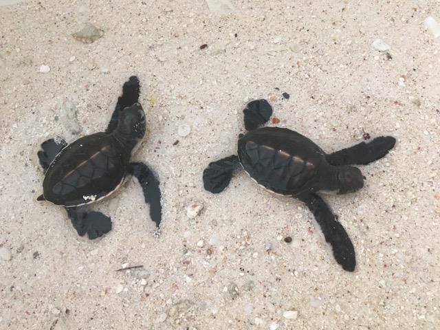 Moorea : Deux petites tortues trouvées dans un jardin
