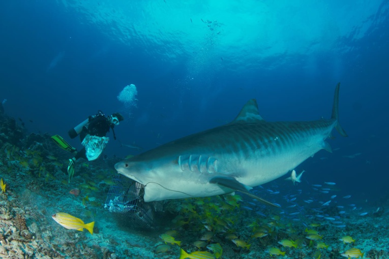 Shark Feeding de requin tigre - L'image qui rappelle la réalité MAJ Shark Feeding de requin tigre - L'image qui rappelle la réalité MAJ