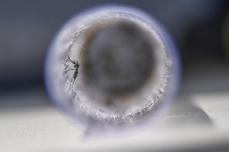 Zika: le 1er trimestre de grossesse est la "période à risque" selon une étude française