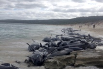 Australie: 135 dauphins-pilotes meurent échoués