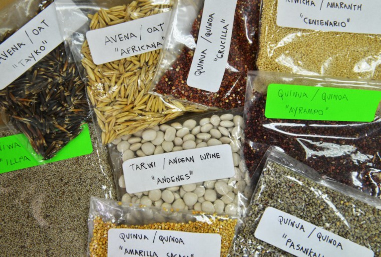 Les Andes, réserve de superaliments menacée par la surproduction