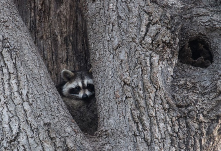 La vie des bêtes, face cachée de New York