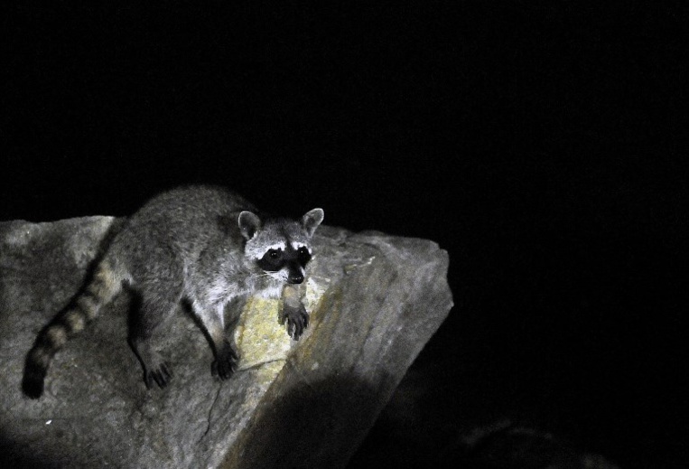 Les mystérieux ratons laveurs "zombies" de l'Ohio Les mystérieux ratons laveurs "zombies" de l'Ohio