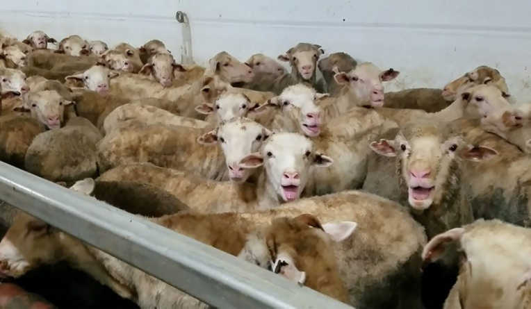 Un cargo de moutons immobilisé en Australie après une vidéo alarmante Un cargo de moutons immobilisé en Australie après une vidéo alarmante