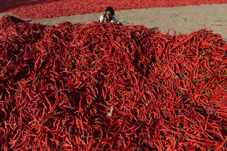 Le piment le plus fort du monde pour des migraines d'anthologie