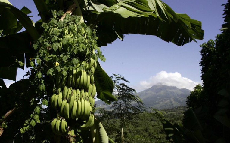 Vers un label "zéro chlordécone" en Martinique Vers un label "zéro chlordécone" en Martinique