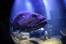 Boulogne-sur-Mer: le plus grand aquarium d'Europe va ouvrir en mai