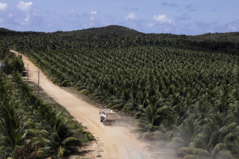 Brésil: désormais, tout est bon dans la noix de coco